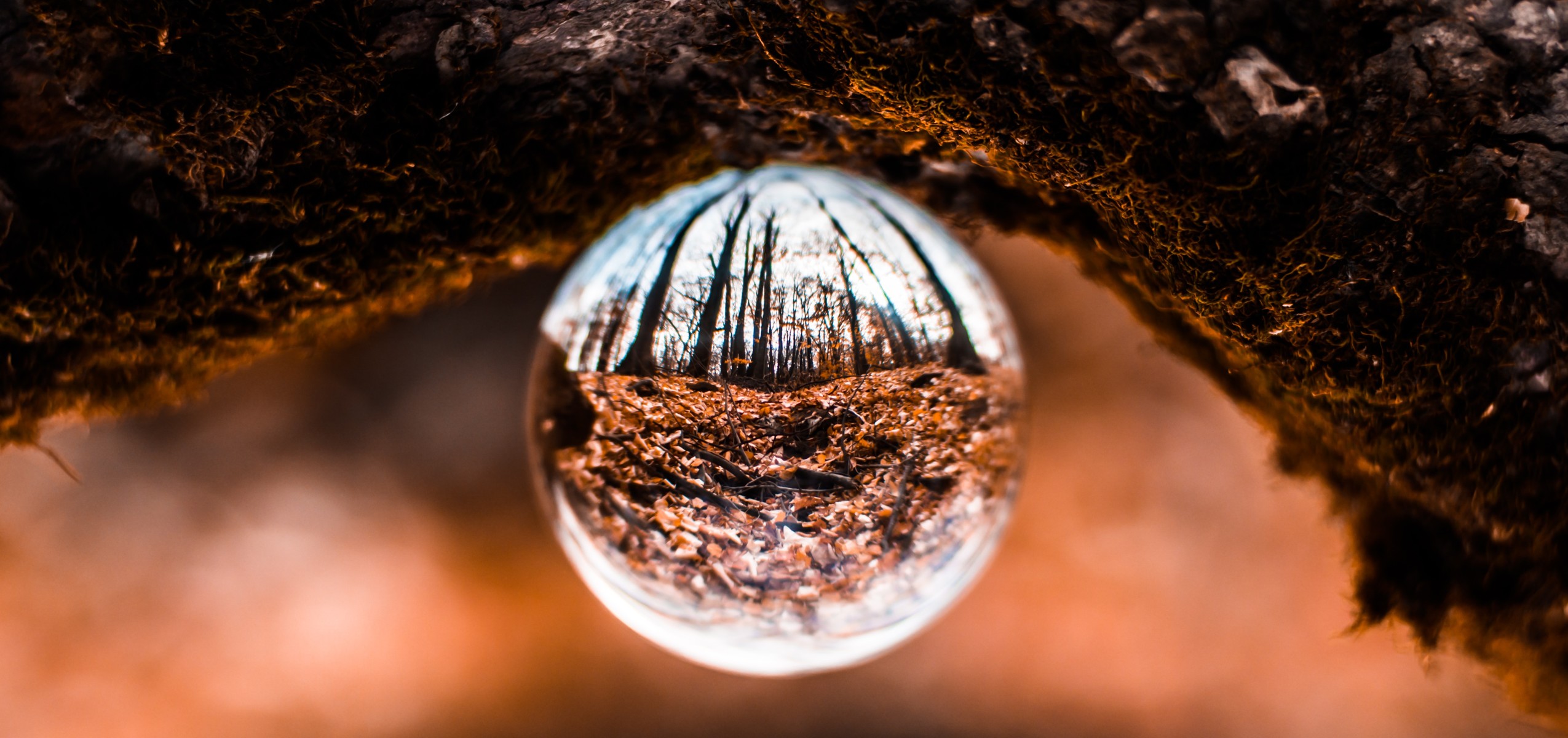 A reflective glass ball sits on a root of a tree, photographed upside-down to allow for the reflection inside of the glass ball to appear right-side up. The reflection shows the sky and the trees around in the forested area.